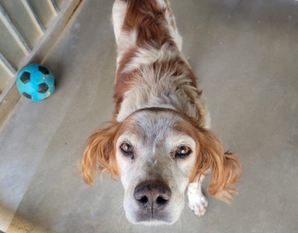 Pablo - Chien Epagneul Allemand à adopter