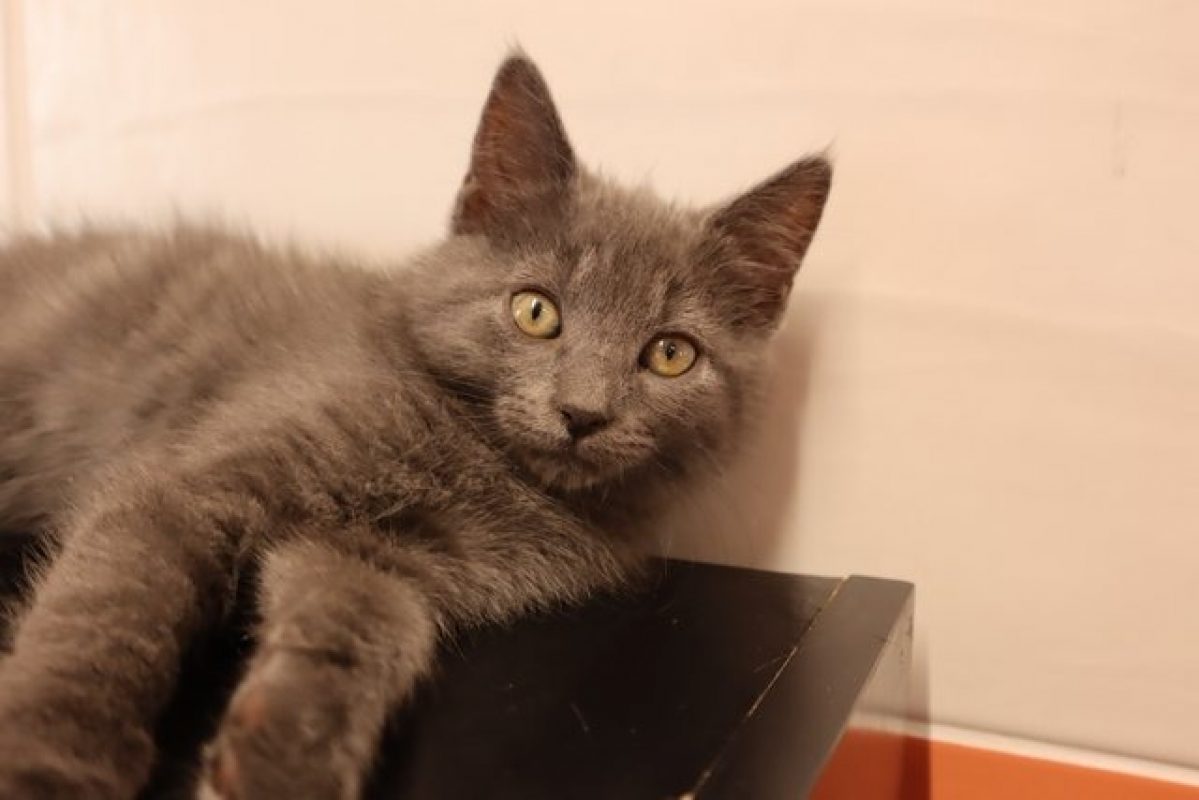 Emeraude - Chat Européen à adopter
