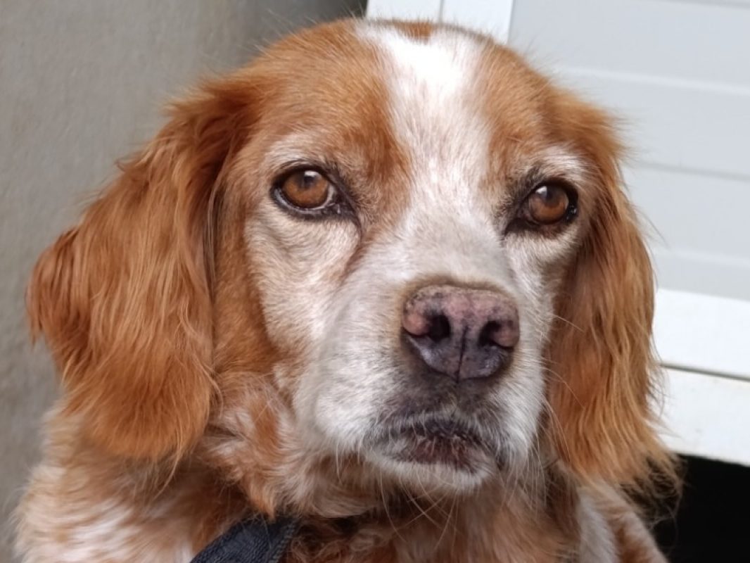 Java - Chien Epagneul Breton à adopter