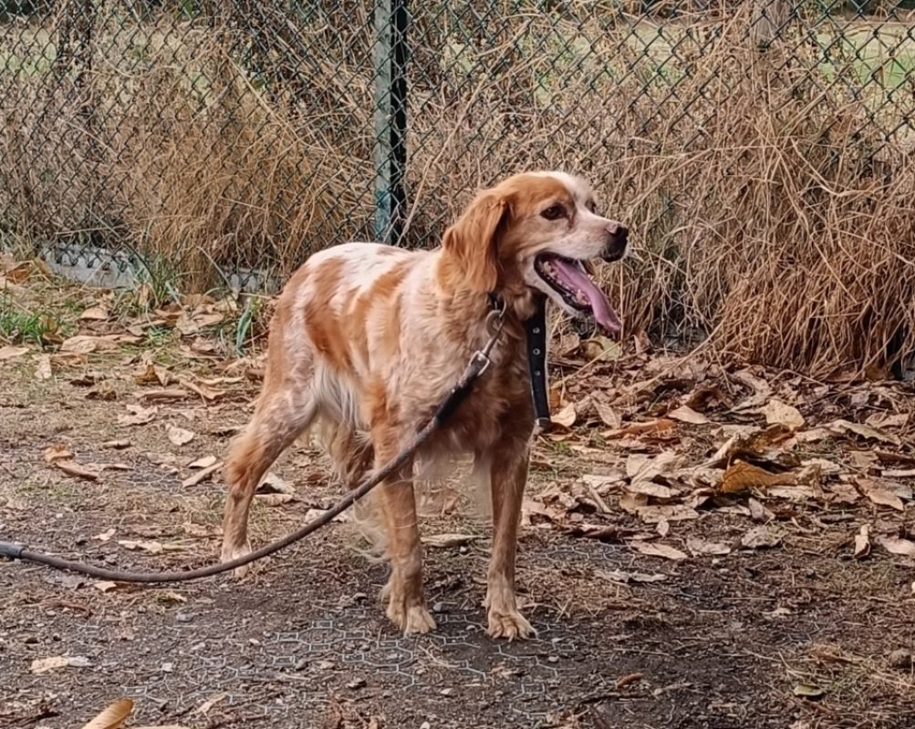 Java - Chien Epagneul Breton à adopter - photo 2