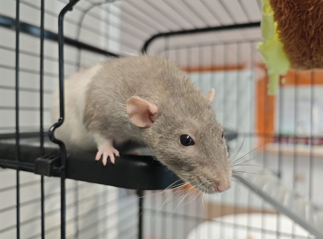 Lolita - Rongeur Rat à adopter