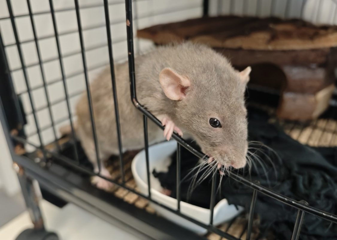 Aurora - Rongeur Rat à adopter