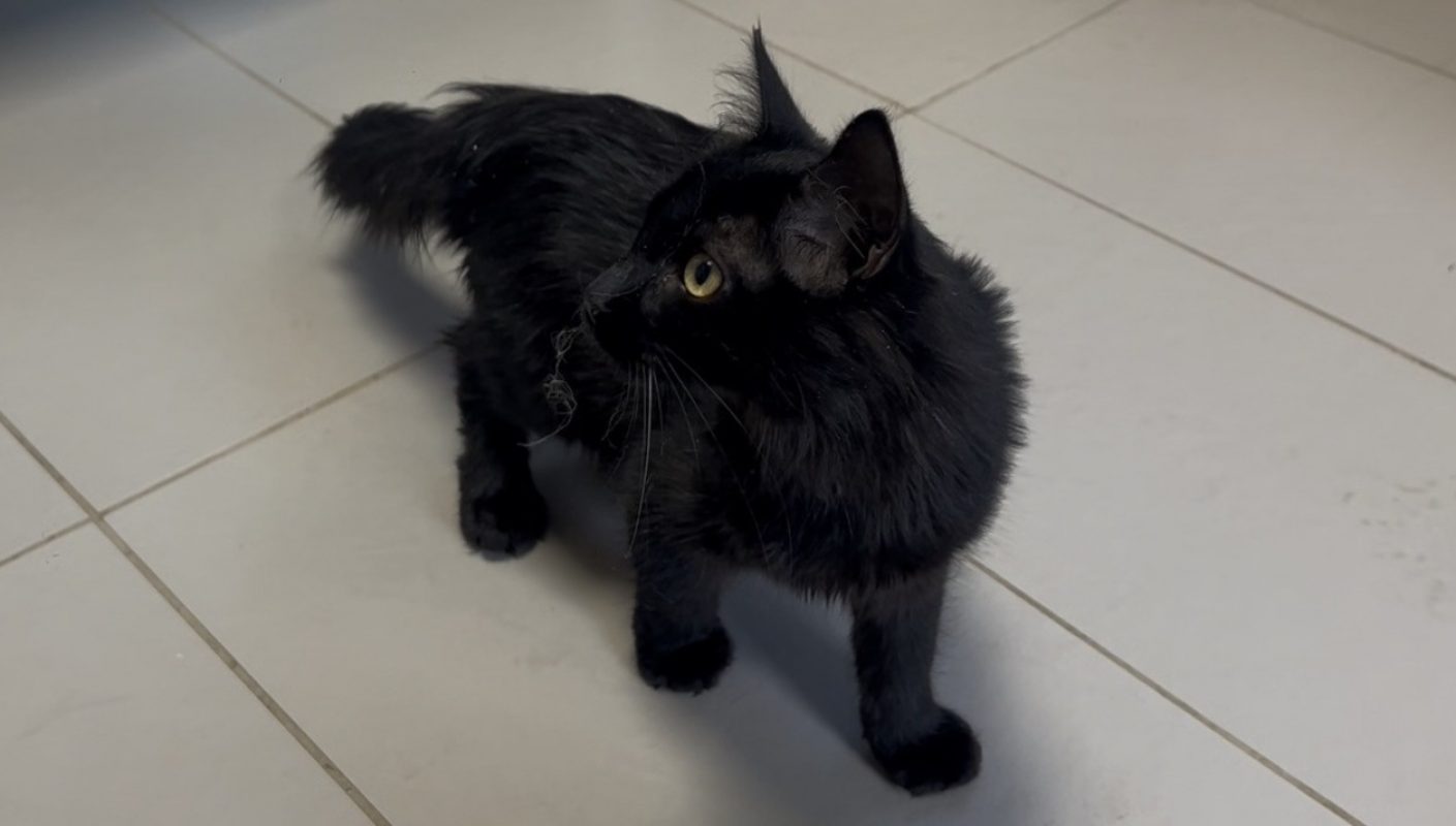 Youpi - Chat Européen à adopter
