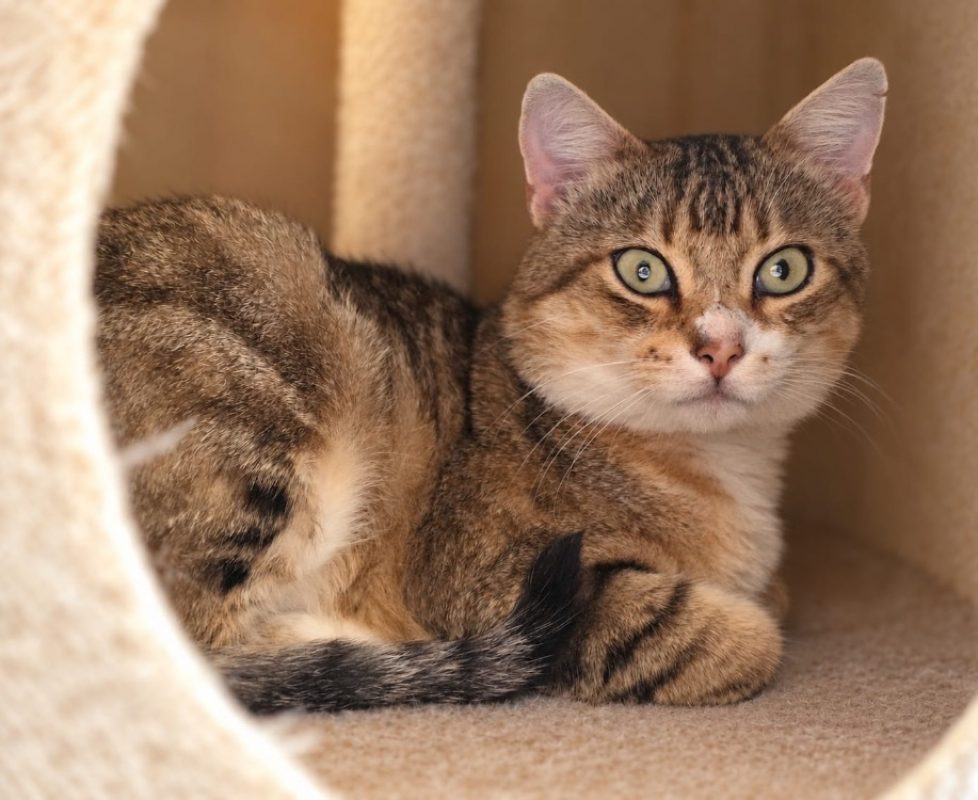 Pedro - Chat Européen à adopter