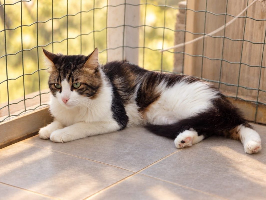 Tao - Chat Européen à adopter