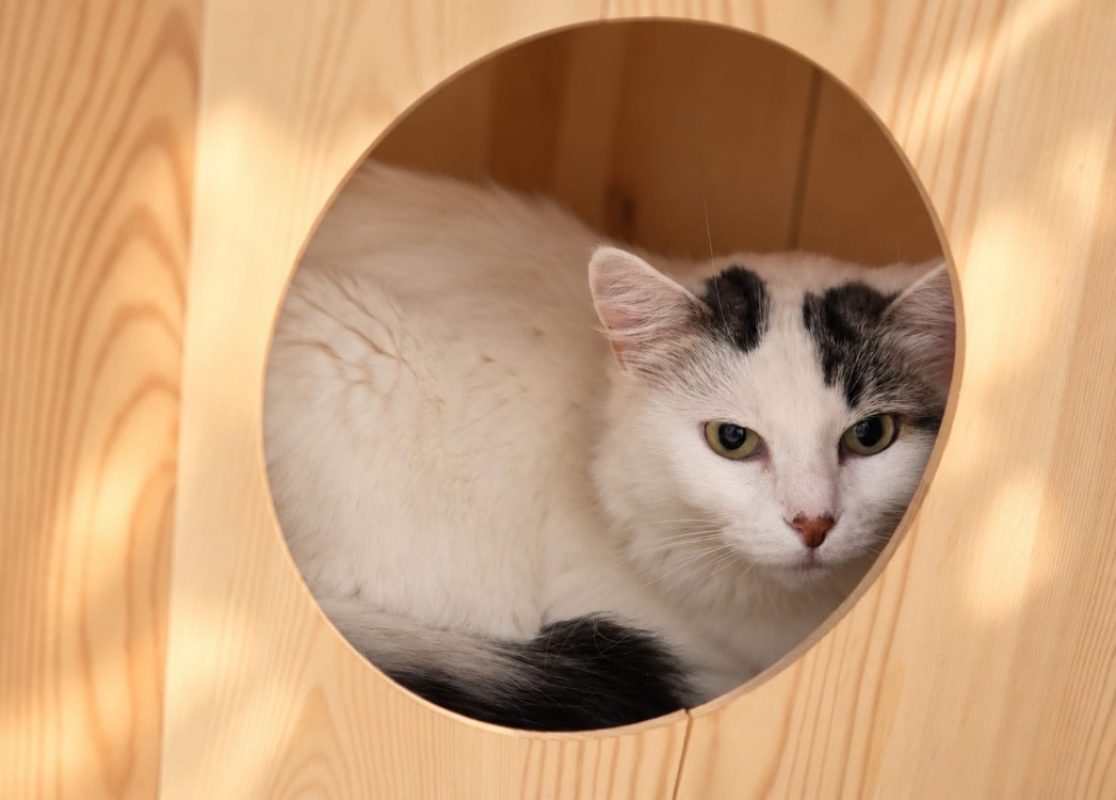Mayuka - Chat Européen à adopter
