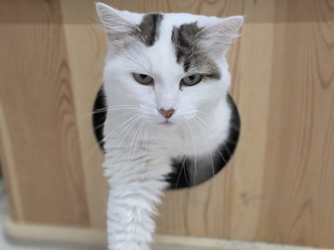Mayuka - Chat Européen à adopter - photo 2