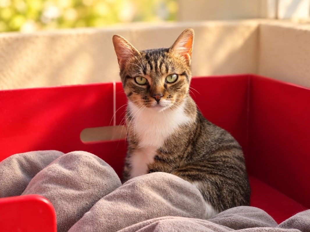 Arome - Chat Européen à adopter