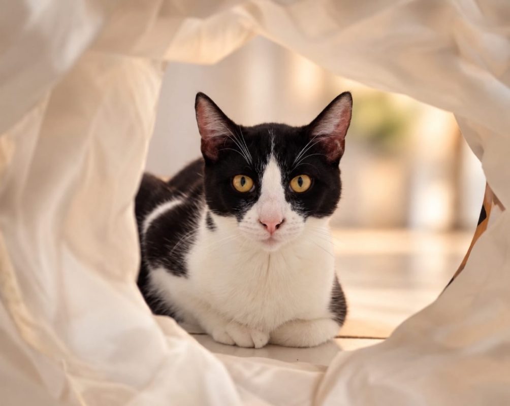 Michou - Chat Européen à adopter