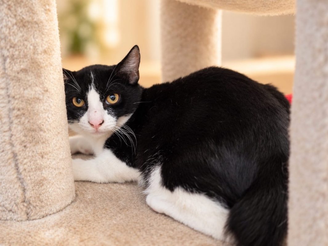 Michou - Chat Européen à adopter