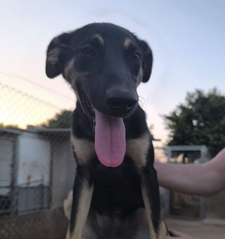 Chocolate - Chien Berger Allemand à adopter