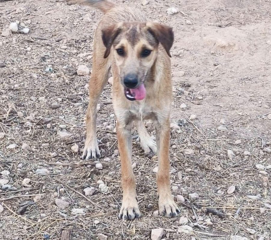 Sandia - Chien à adopter - photo 10