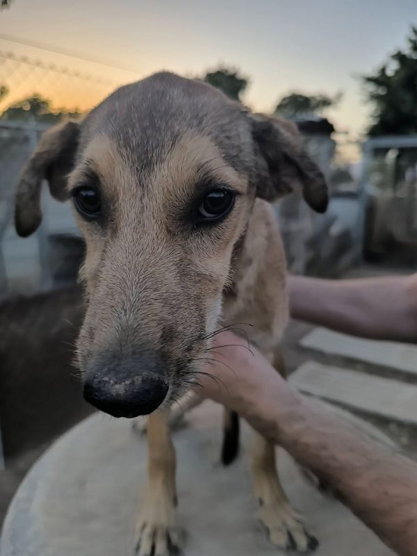 Sandia - Chien à adopter - photo 3