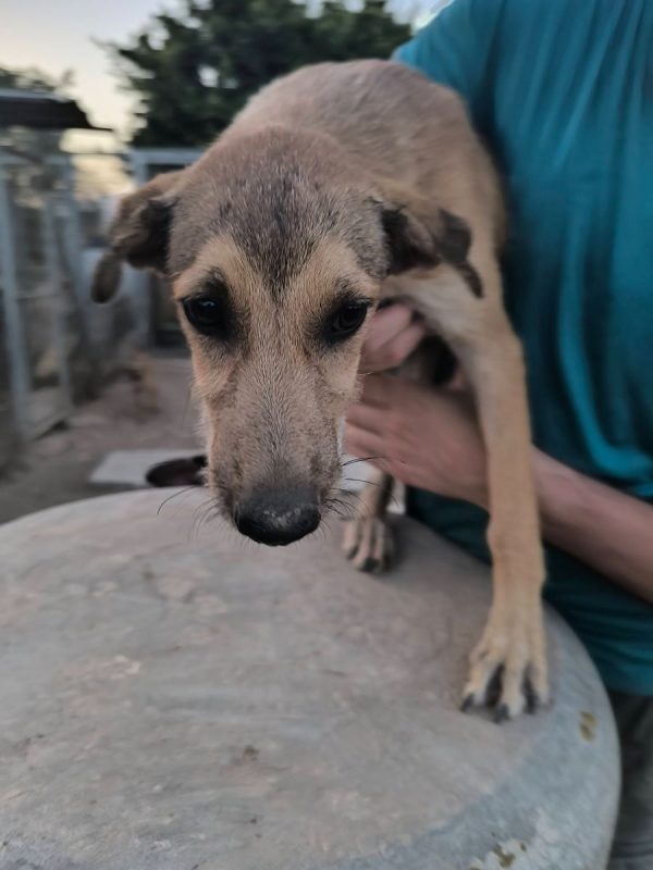 Sandia - Chien à adopter - photo 5