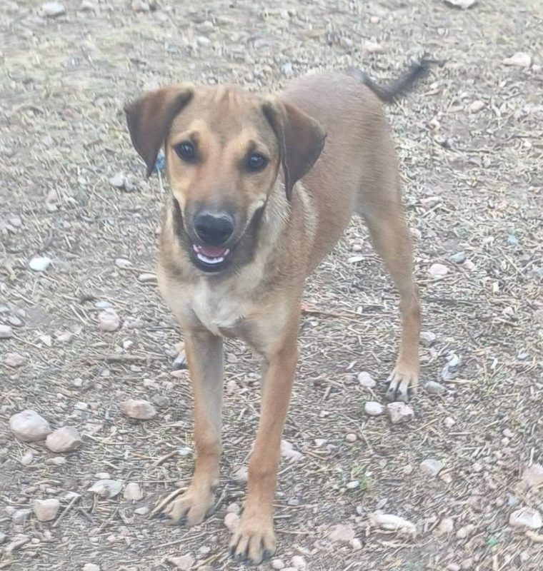 Sandia - Chien à adopter