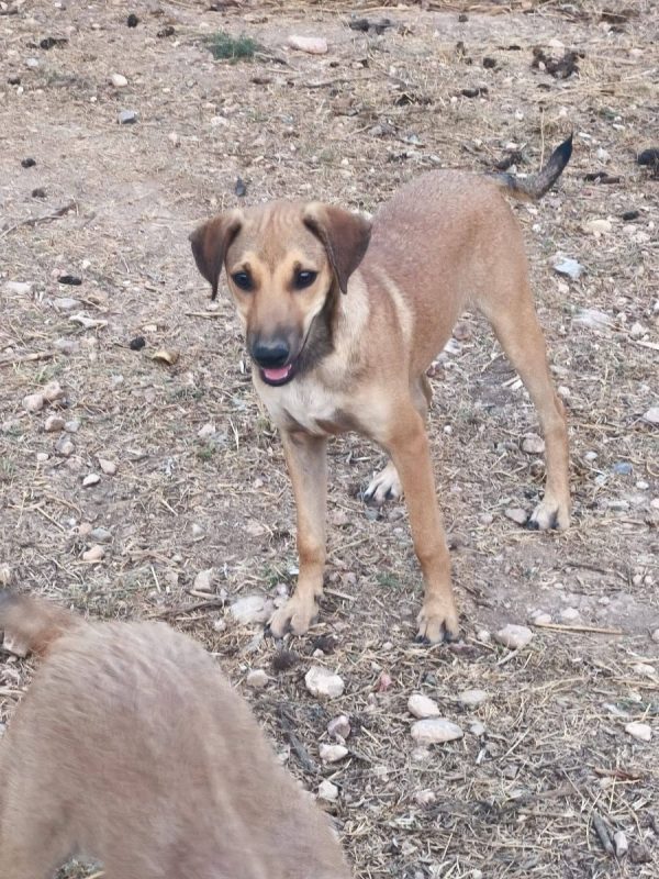 Sandia - Chien à adopter - photo 2