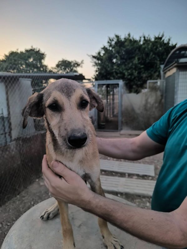 Sandia - Chien à adopter - photo 7