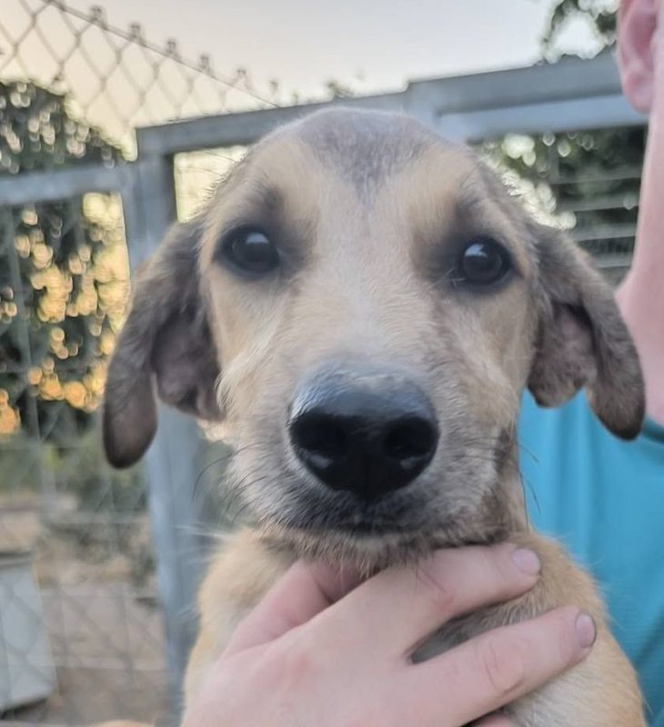 Sandia - Chien à adopter - photo 11
