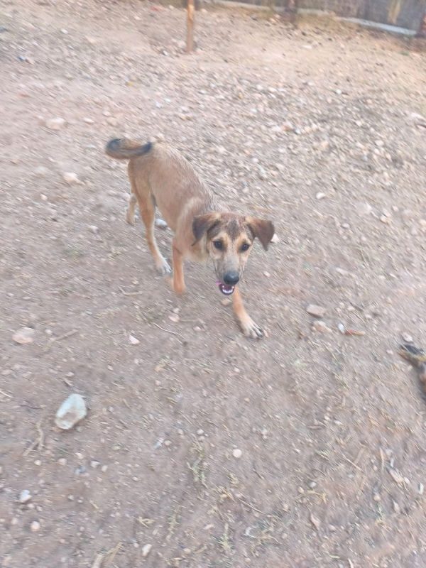 Sandia - Chien à adopter - photo 4