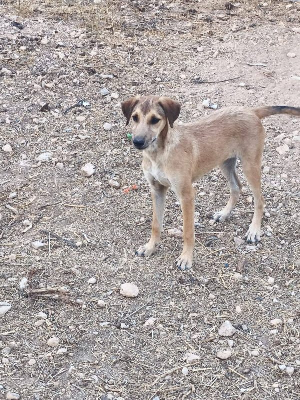Sandia - Chien à adopter - photo 9