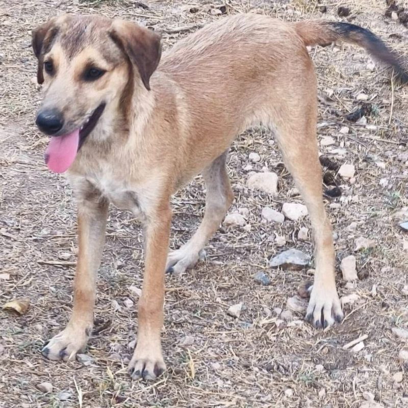 Sandia - Chien à adopter - photo 8