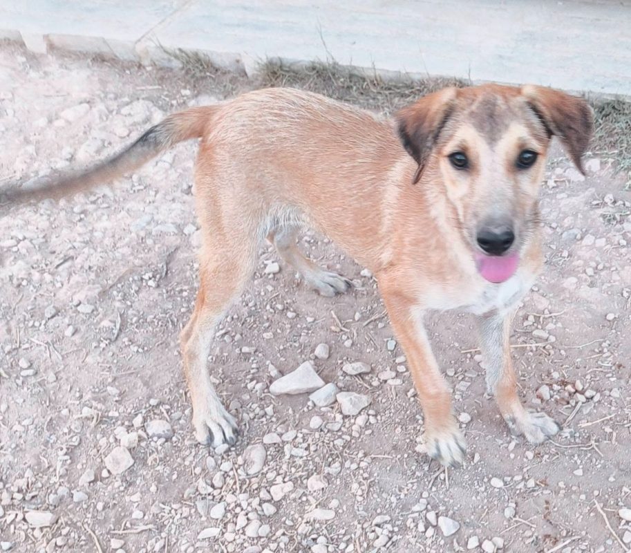Sandia - Chien à adopter - photo 6