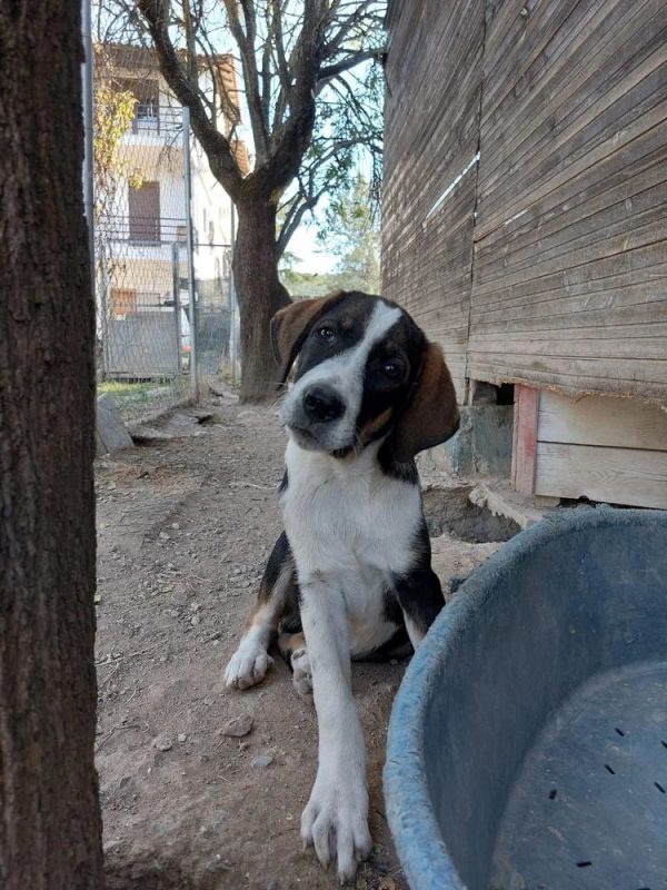 Marty - Chien à adopter