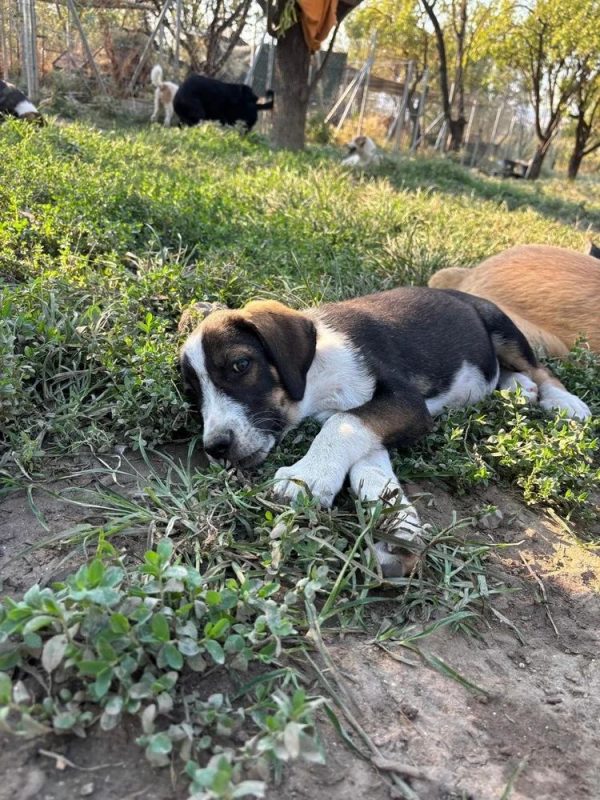Marty - Chien à adopter - photo 3
