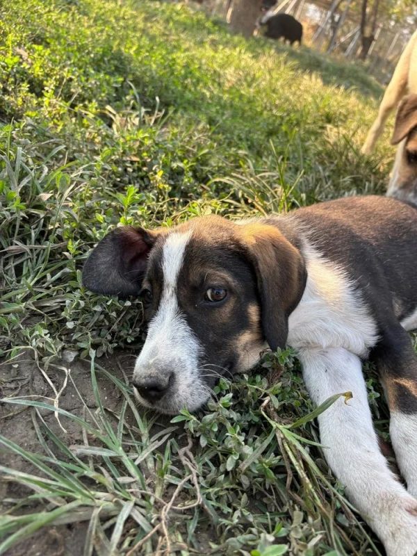 Marty - Chien à adopter - photo 2