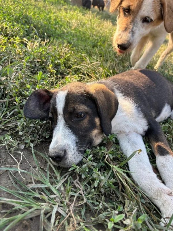 Marty - Chien à adopter
