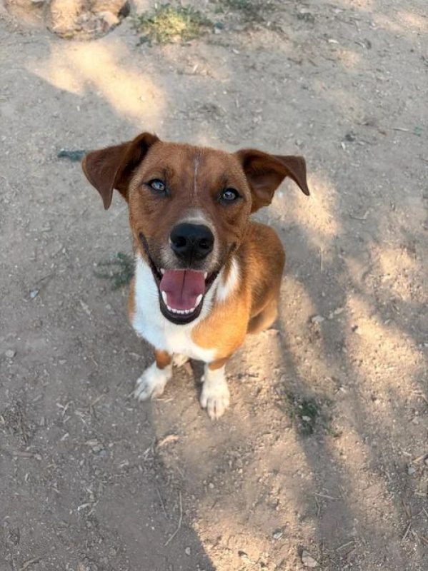 Andom - Chien à adopter