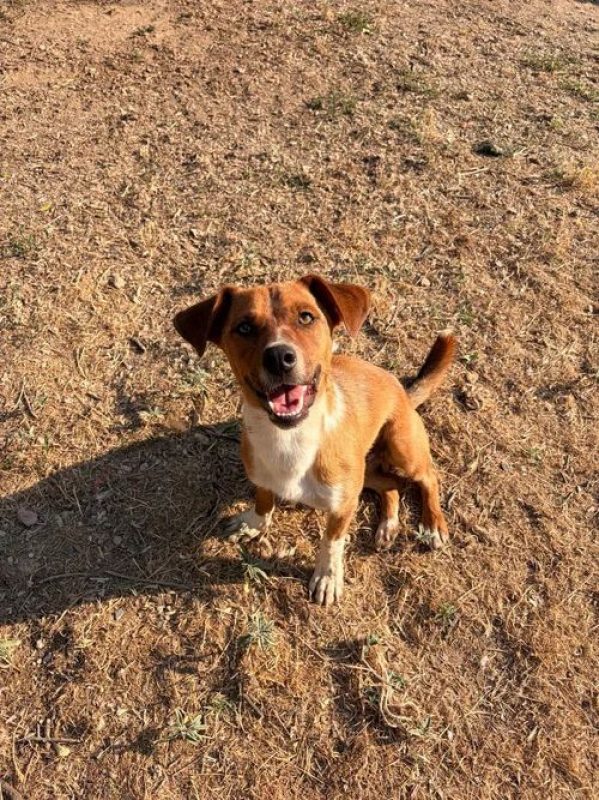 Andom - Chien à adopter - photo 2