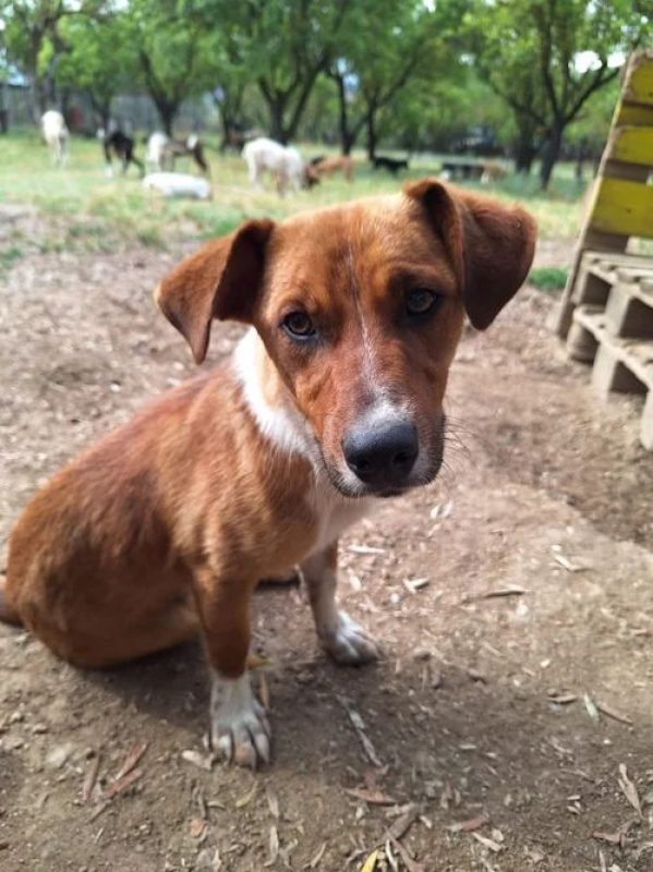 Andom - Chien à adopter - photo 3