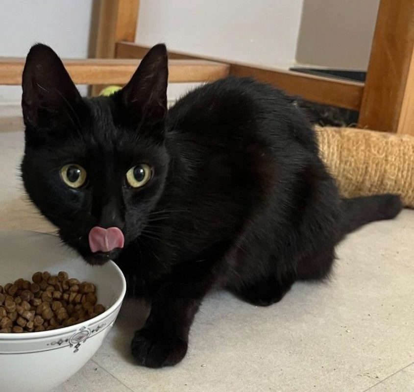 Moon - Chat Européen à adopter
