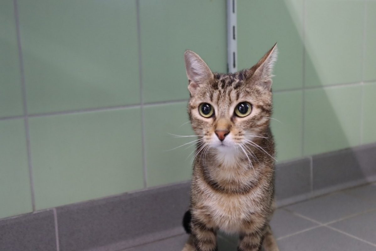 Hazel - Chat Européen à adopter
