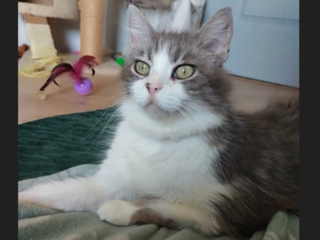 Isis - Chat Européen à adopter