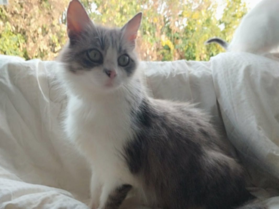 Isis - Chat Européen à adopter - photo 2