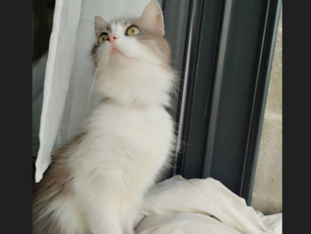 Isis - Chat Européen à adopter - photo 3