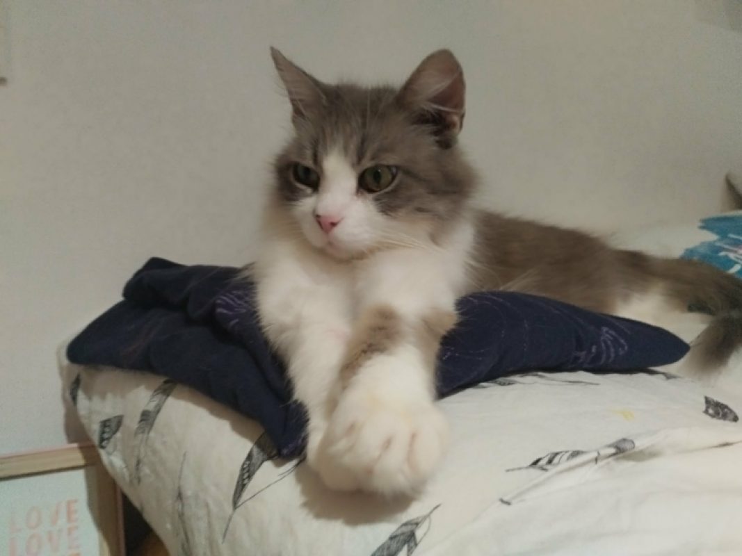 Isis - Chat Européen à adopter - photo 4