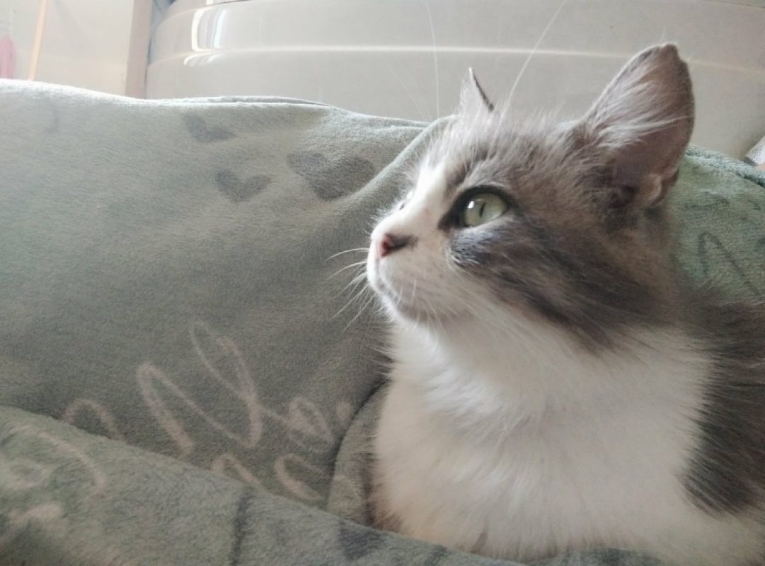 Isis - Chat Européen à adopter - photo 5