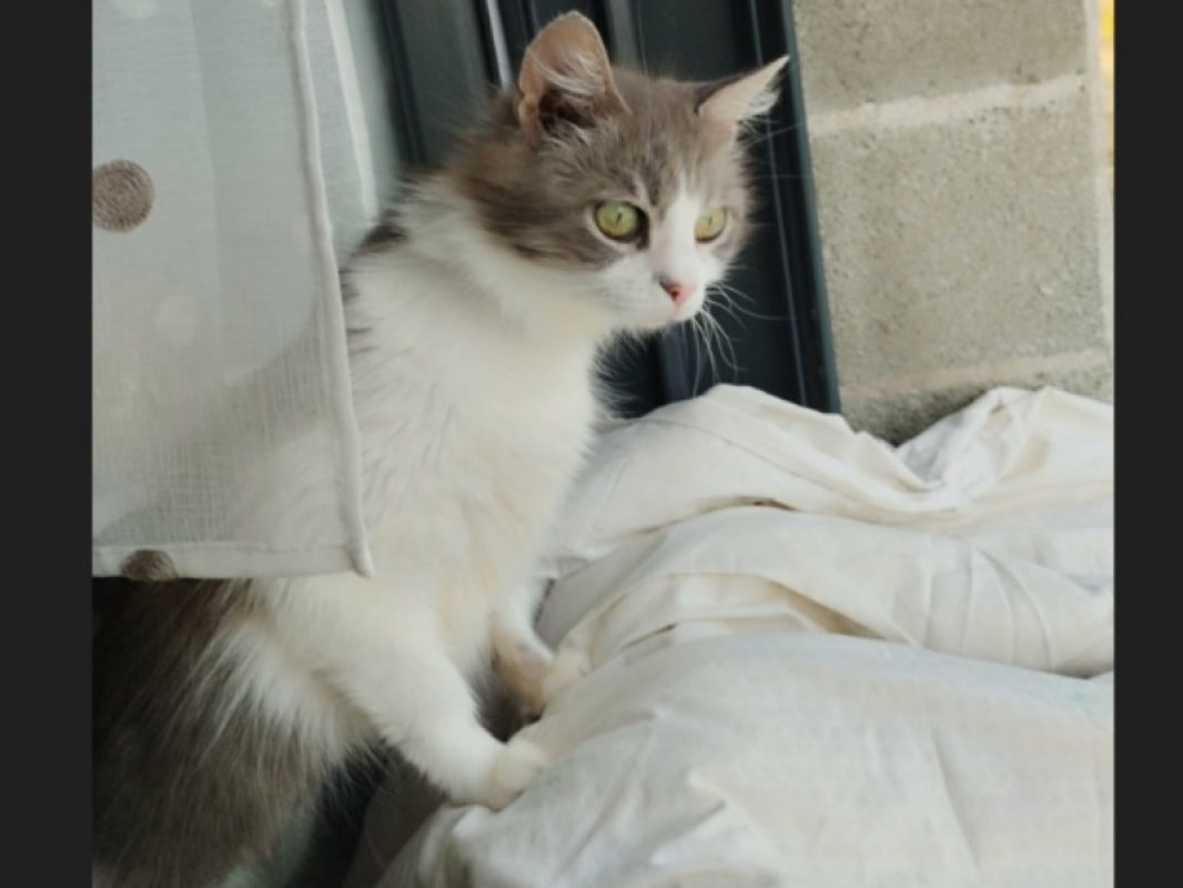 Isis - Chat Européen à adopter - photo 6