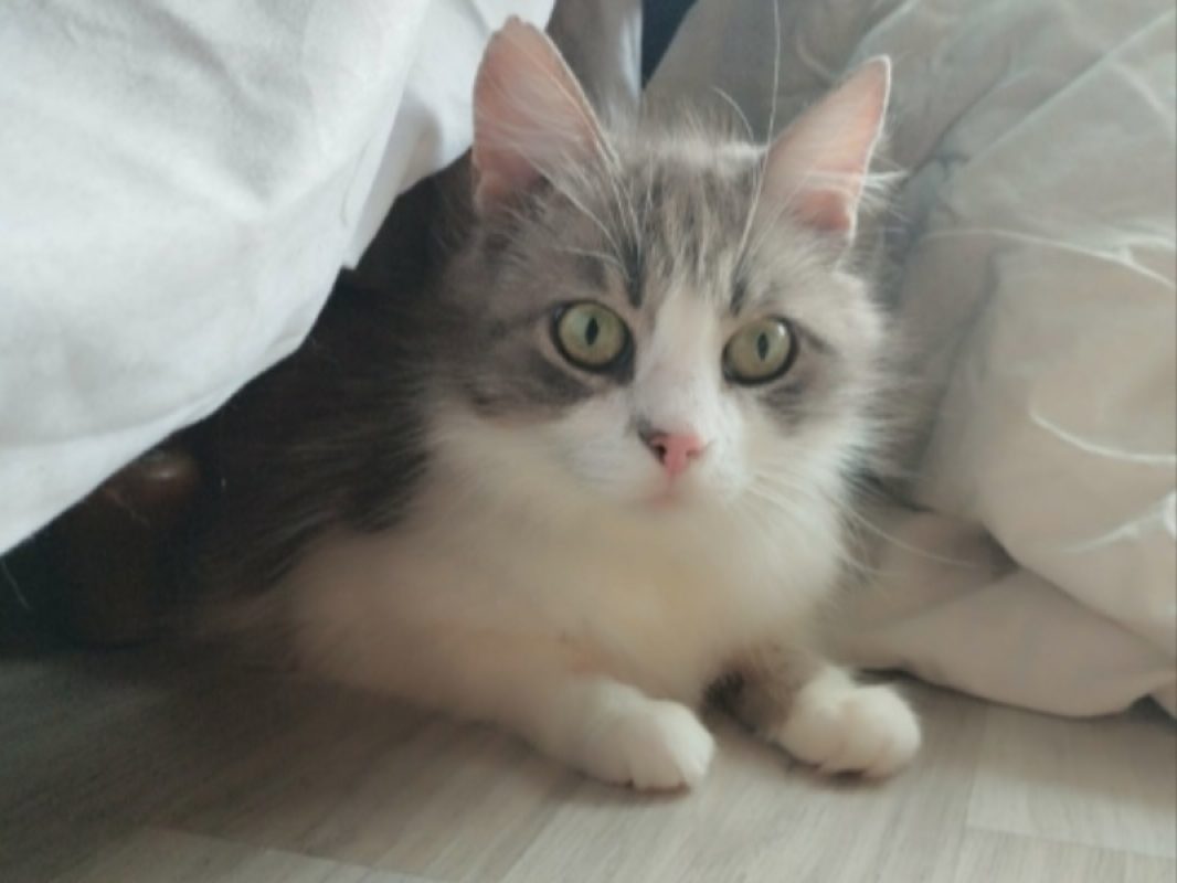 Isis - Chat Européen à adopter - photo 7