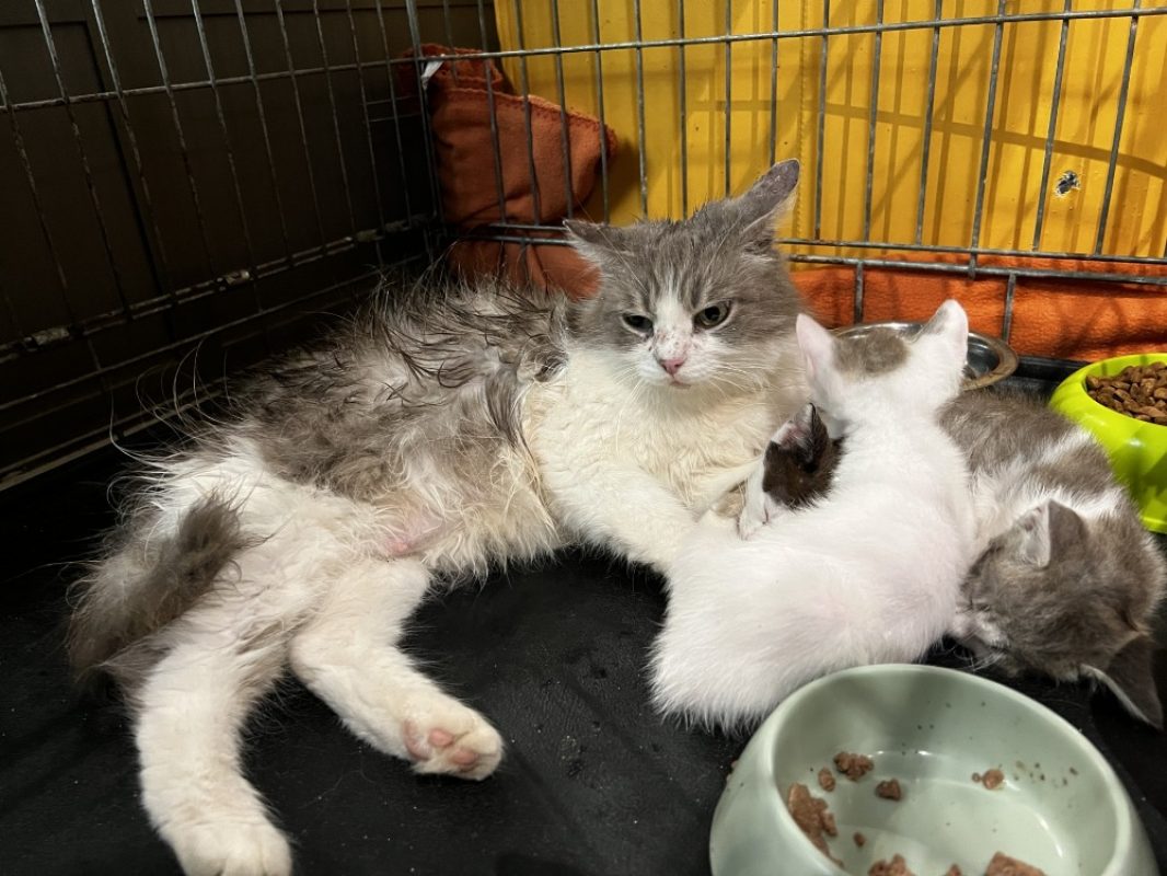 Isis - Chat Européen à adopter - photo 8