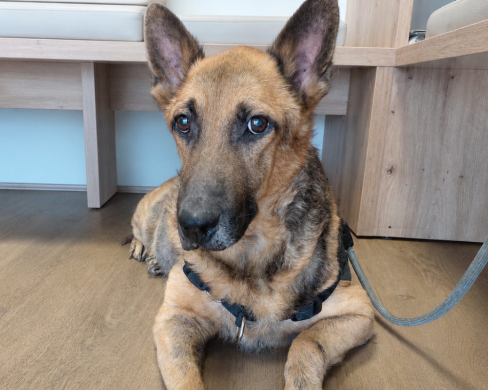 Zack - Chien Berger Allemand à adopter