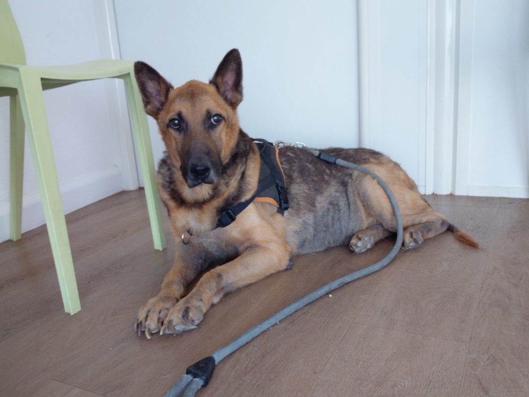 Zack - Chien Berger Allemand à adopter - photo 2