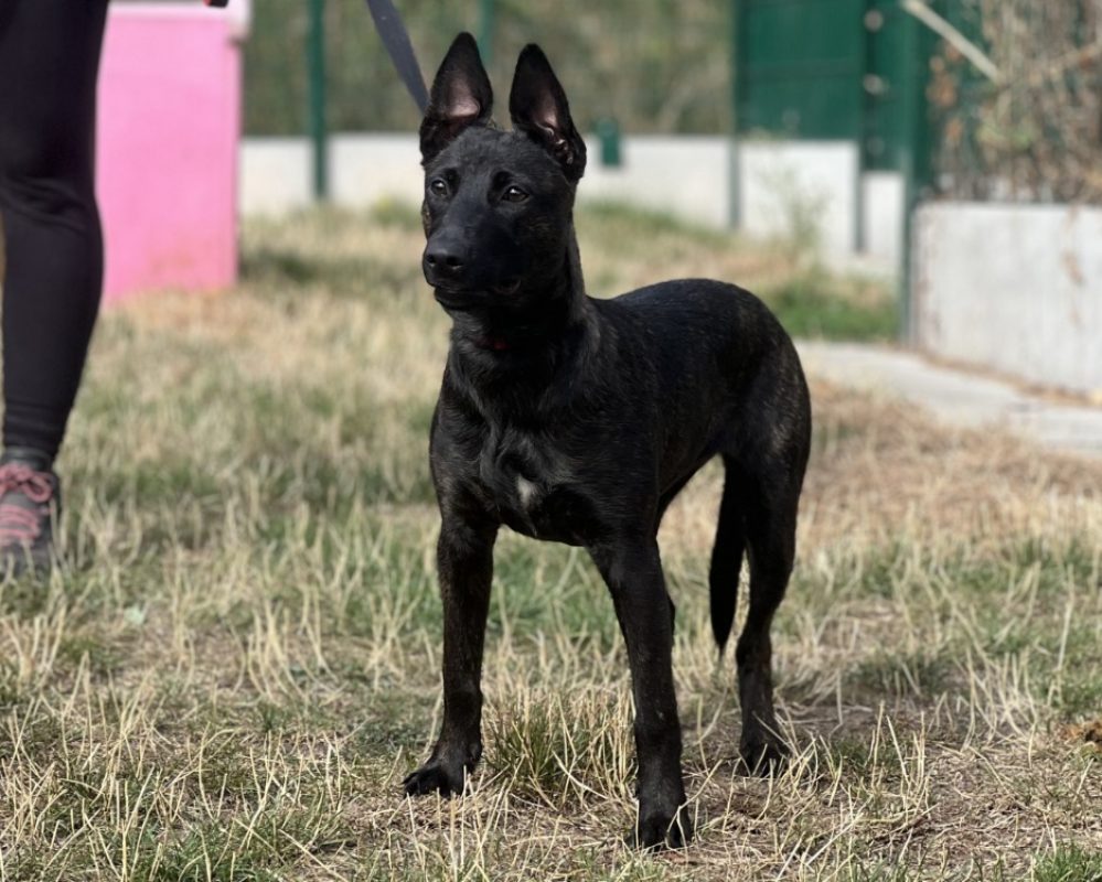 Cora - Chien à adopter