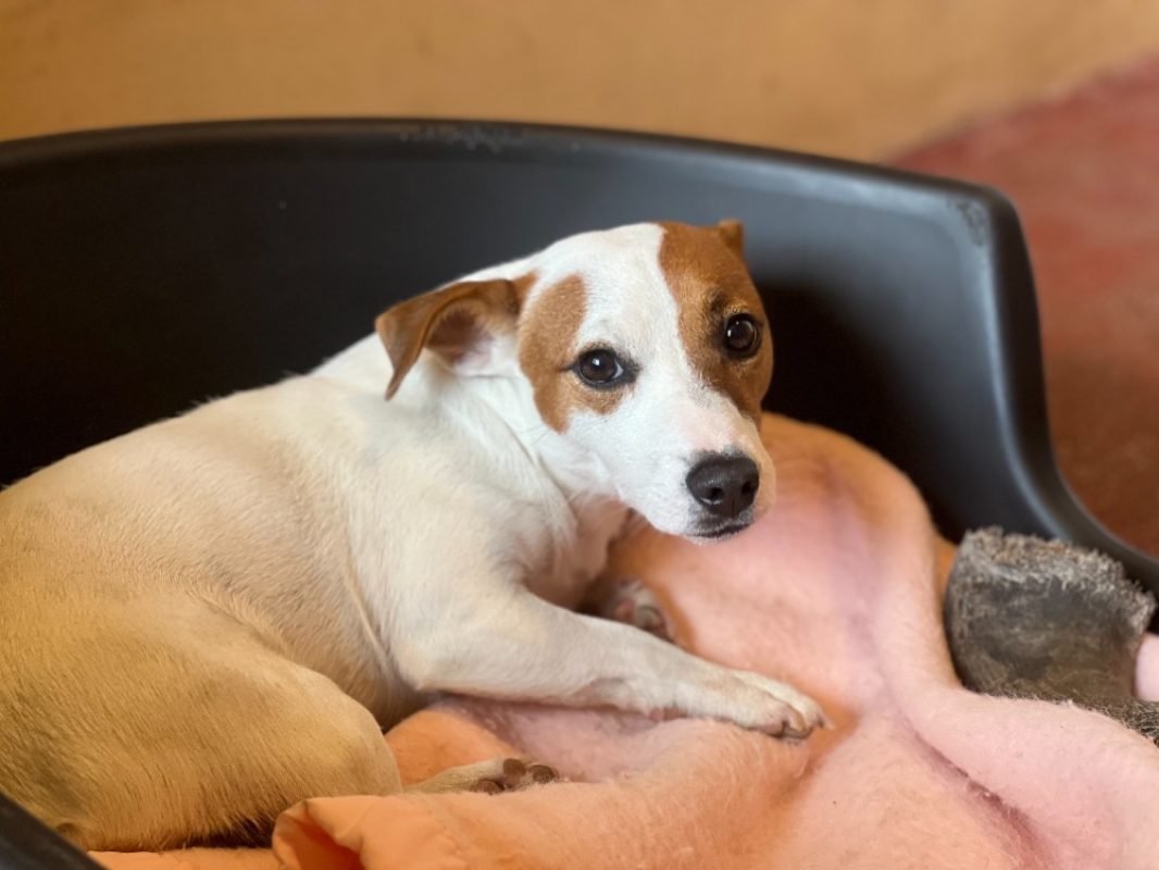 Aiko - Chien à adopter