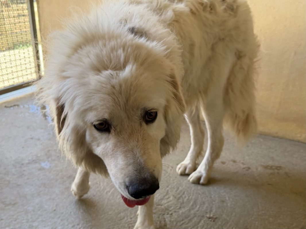 Django - Chien Chien de montagne des Pyrénées à adopter