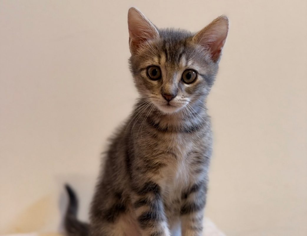 Liam - Chat Européen à adopter