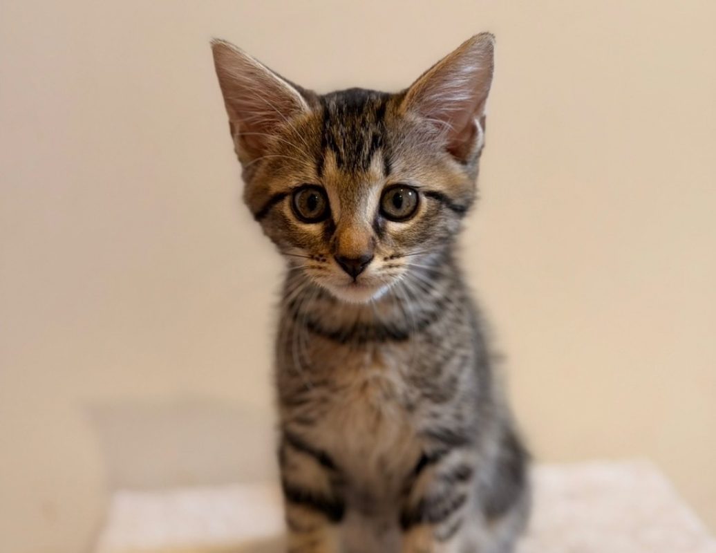 Miley - Chat Européen à adopter
